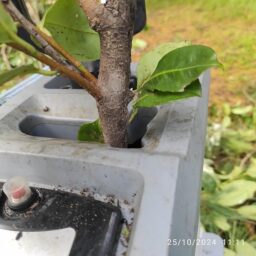 image client 1 Broyeur Électrique Ikra ILH 3000A