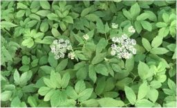 image client 1 Coupe Bordure sans fil Greenworks G40LT