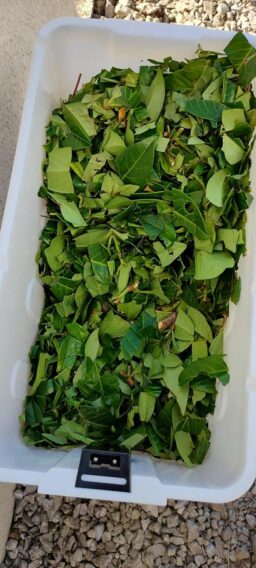 image client 2 Broyeur de Jardin Électrique Gardebruk Végétaux et Branches 3100W