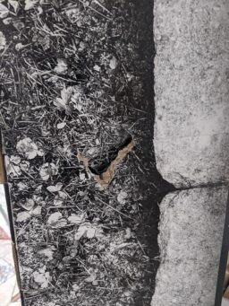 image client 3 Coupe Bordures Mcculloch T26 Cs