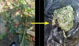 image client 4 Broyeur de Végétaux AIVOLT Vegetaux et Branches Électrique 2500W