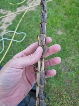 image client 5 Broyeur Végétaux Électrique Einhell GC RS 60 CB