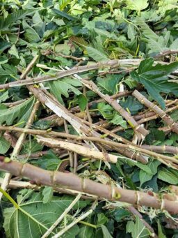 image client 6 Broyeur Électrique Ikra ILH 3000A