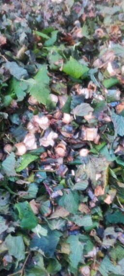 image client 7 Broyeur de Jardin Électrique Gardebruk Végétaux et Branches 3100W