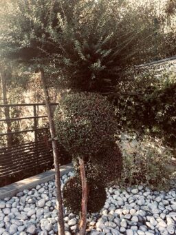 image client 1 Cisaille Taille Herbes sans fil Bosch Isio Set