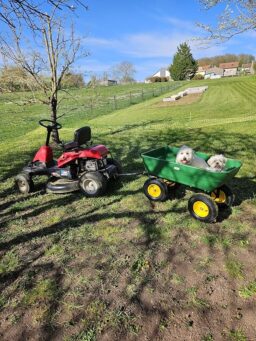 image client 1 Chariot de Jardin Outsunny de À Main Benne Basculante