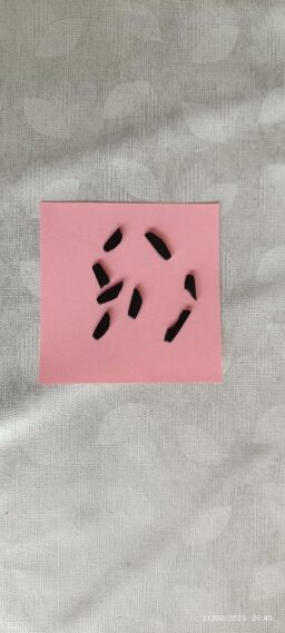 image client 1 Compresseur Vertical Scheppach HC24V