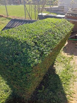 image client 1 Taille Haies sans fil Einhell GC CH 1855-1 Li Kit Power X Change