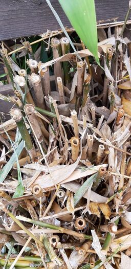 image client 1 Débroussailleuse À Essence Greencut GGT650X 6