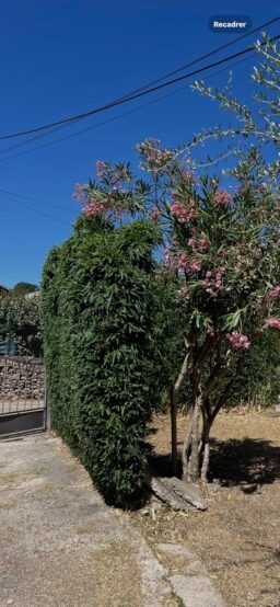 image client 1 Taille Haie Batterie Greenworks G40HT61