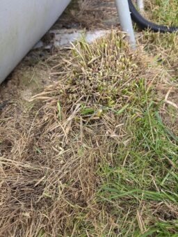 image client 1 Cisaille À Batterie Makita DUM604RFX