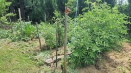 image client 1 Motobineuse Électrique Masko 1500W