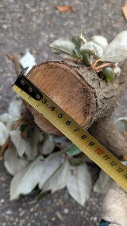 image client 1 Tronçonneuse sans fil Ryobi RY18CS20A 125