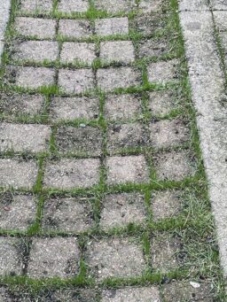 image client 1 Taille Haies Électrique SnapFresh Cisaille À Gazon Mini Haie sans fil