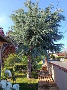 image client 1 Tronçonneuse Thermique Timberpro 61,5 Cm³