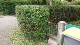 image client 10 Taille Haies sans fil Bosch UniversalHedgeCut 18V 50