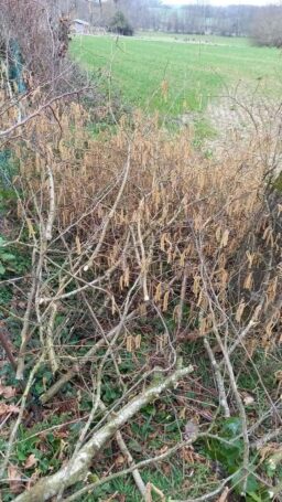 image client 2 Tronçonneuse À Chaîne sans fil Bosch UniversalChain 18