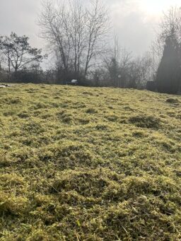 image client 2 Scarificateur Aérateur Ikra IEVL 1840 Électrique