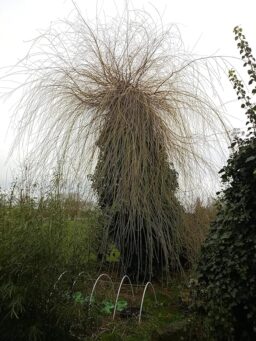 image client 2 Tronçonneuse Électrique sans fil Viwko Mini À Batterie 6 Pouces