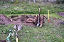 image client 2 Palan À Levier Einhell TC LW 2000