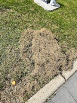 image client 2 Scarificateur À Main sur Roues Gardena sur Combisystem Petit Modèle