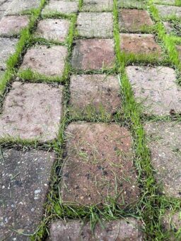 image client 2 Taille Haies Électrique SnapFresh Cisaille À Gazon Mini Haie sans fil