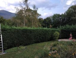 image client 3 Taille Haies sans fil Bosch UniversalHedgeCut 18V 50