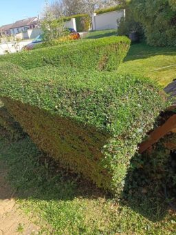 image client 3 Taille Haies sans fil Einhell GC CH 1855-1 Li Kit Power X Change