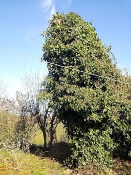 image client 3 Tronçonneuse Électrique sans fil Viwko Mini À Batterie 6 Pouces