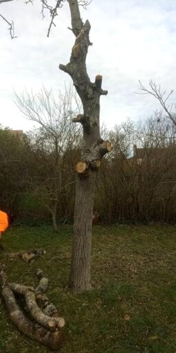 image client 3 Tronçonneuse sans fil Ryobi RY18CS20A 125