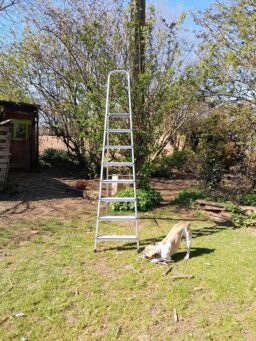 image client 4 Escabeau Amig Échelle Pliable 7 Marches Aluminium