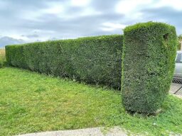 image client 4 Taille Haies sans fil Bosch UniversalHedgeCut 18V 50