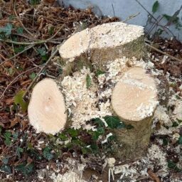 image client 4 Tronçonneuse À Chaîne sans fil Bosch UniversalChain 18