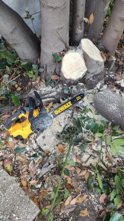 image client 4 Tronçonneuse Compacte DEWALT DCM565N XJ