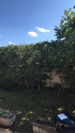 image client 4 Taille Haies Télescopique Einhell GC HH 5056