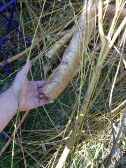 image client 4 Tronçonneuse Électrique sans fil Viwko Mini À Batterie 6 Pouces