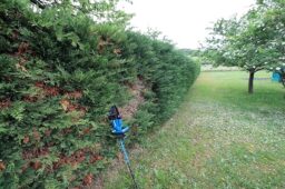 image client 5 Taille Haie sans fil Makita DUH751Z