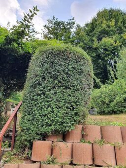 image client 5 Cisaille À Gazon sans fil Ryobi RY18GSA 0