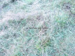 image client 6 Débroussailleuse sans fil Bosch Advancedbrushcut 36v 23 750