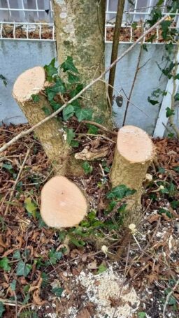 image client 6 Tronçonneuse À Chaîne sans fil Bosch UniversalChain 18