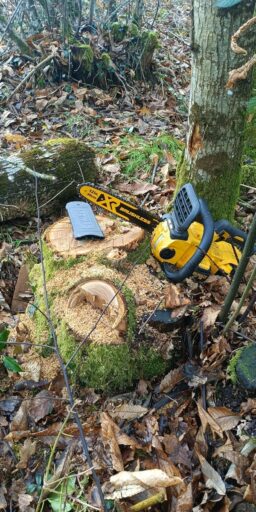 image client 6 Tronçonneuse Compacte DEWALT DCM565N XJ