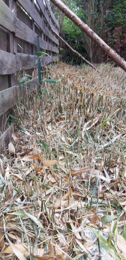 image client 6 Débroussailleuse À Essence Greencut GGT650X 6