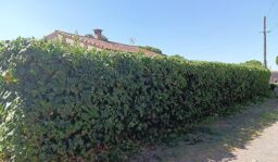 image client 6 Taille haies sans fil Worx WG264E.9