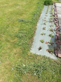 image client 7 Cisaille Taille Herbes sans fil Bosch Isio Set