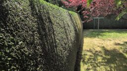 image client 7 Taille Haies sans fil Bosch UniversalHedgeCut 18V 50