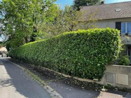 image client 7 Taille Haies sur Perche DeWalt DCMPH566N XJ