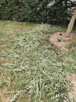 image client 8 Taille Haies sans fil Einhell GC CH 1855-1 Li Kit Power X Change