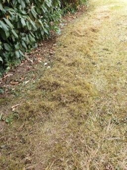 image client 8 Scarificateur Aérateur Ikra IEVL 1840 Électrique