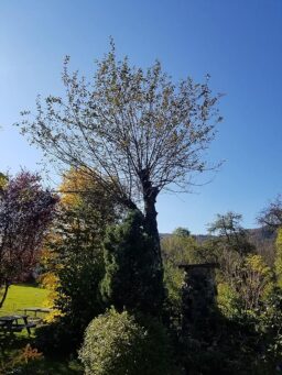 image client 9 Tronçonneuse À Chaîne sans fil Bosch UniversalChain 18