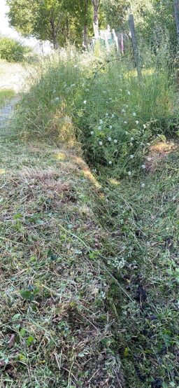 image client 9 Débroussailleuse Électrique Greenworks GST1246